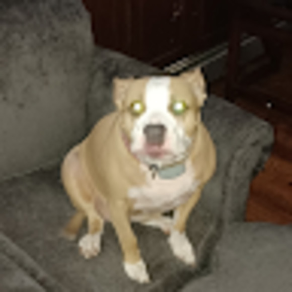 Meet your Posher, Coco - Picture 1 of 1